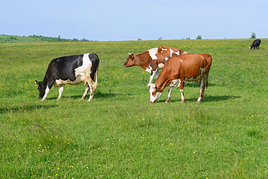 Earth Day image 1 - cows in field